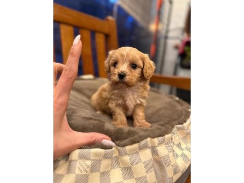 Minik maltipoo yavrularım