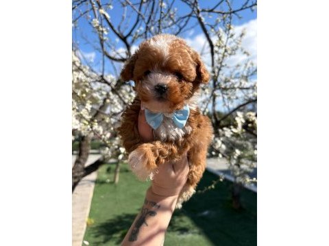 Maltipoo yavrularım