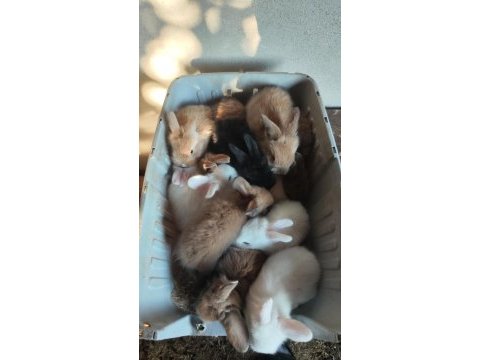 Renk renk yavru tavşan yavruları