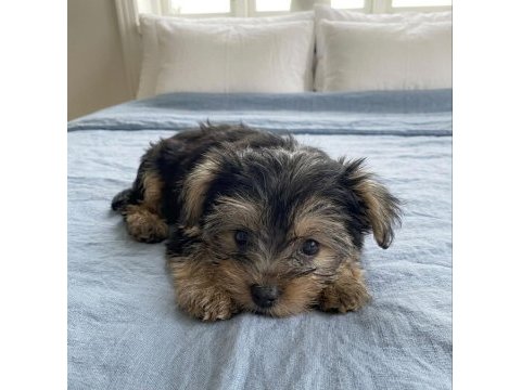 Yorkshire terrier teacup