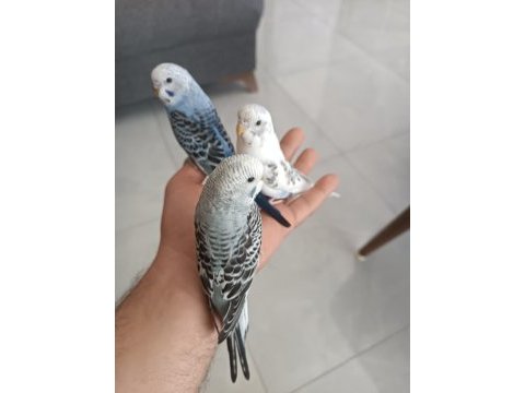 Ele alışık yavru bebekler kuşlar