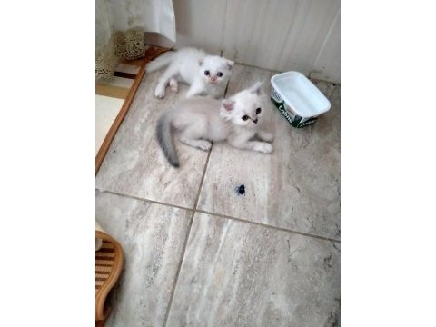 Kediler rezerve hazır scottish fold