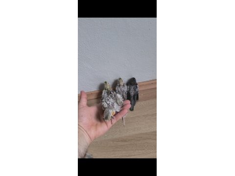 Bebek yavru sultan papağanları