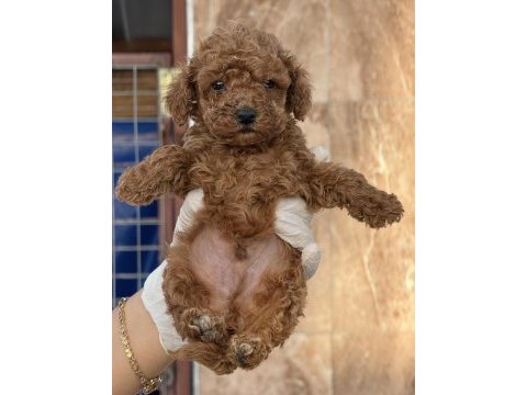 Toypoodle sevimli yavrular ruhsatlı çiftlik 