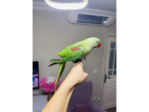 Jumbo boy bilezikli erkek yavru eğitmelik alexander