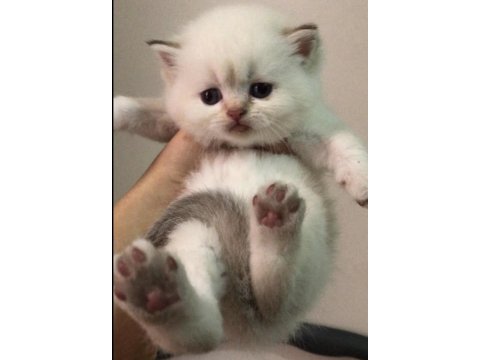 Muhteşem safkan british longhair ve british shorthair yavru