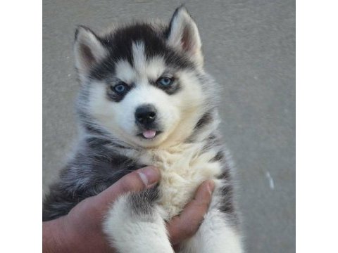 Husky sibirya yavruları