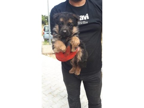 Alman kurdu yavrucuklar