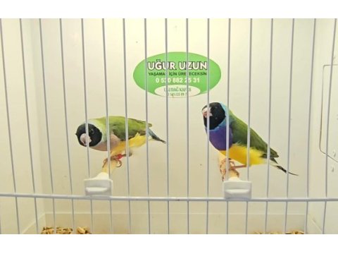 Gouldian finch (gökkuşağı ispinozu)