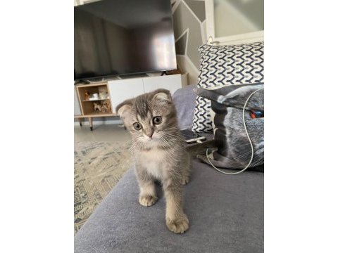 Scottish fold erkek yavru kedimiz