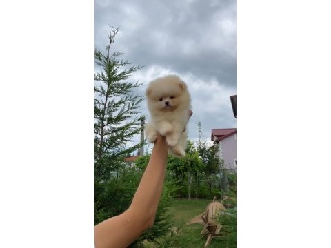 Pomeranian bo teddy yavrularımız