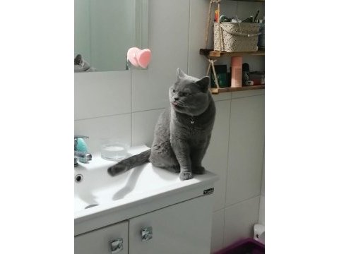 Minik canavarlar british shorthair