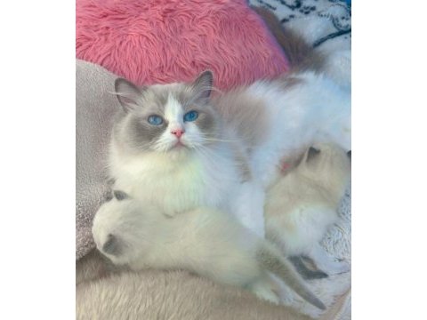 Anne altından safkan ragdoll yavru kediler
