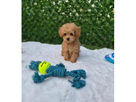 Aşılı pasaportlu mikroçipli maltipoo yavrularımız 