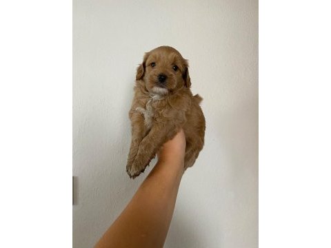 Maltipoo köpek