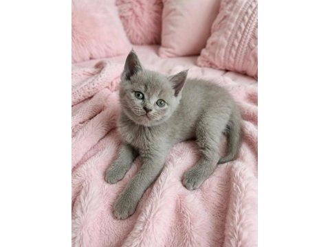 British shorthair fawn nadir renk a+ kalite