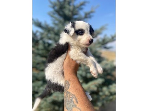 Ankaranın en kaliteli border collie yavruları