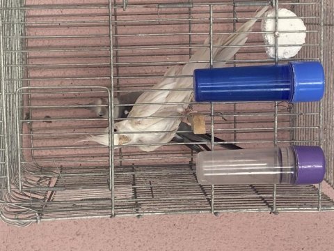 White face albino çift sultan papağanı