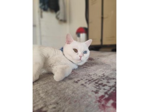 Kırma van kedisi