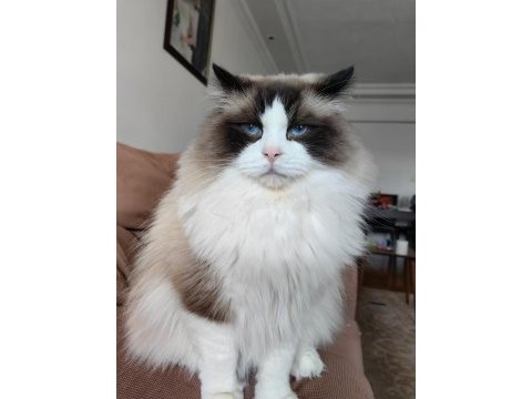 Secereli ragdoll yavrular