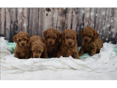 Veteriner kliniğinde teslim maltipoo bebekler