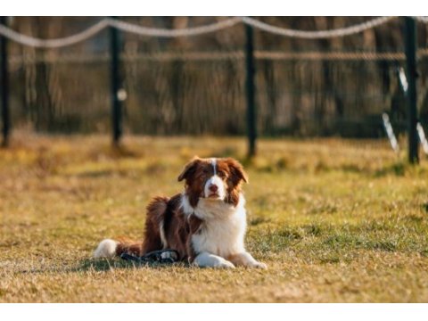 Kahve beyaz eğitimli border collie yavrusu