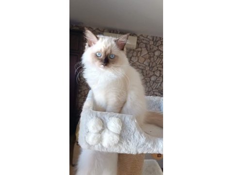 Şecereli anne ve babadan safkan ragdoll dişi yavrum