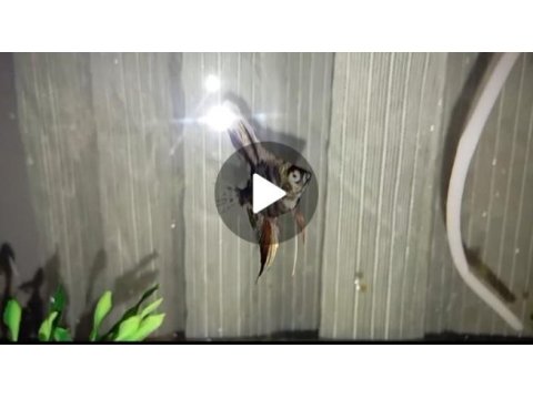Yeni akvaryum aldığım için satılıktır