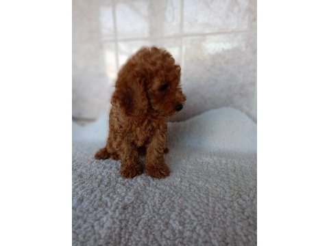 Erkek sağlıklı yavru poodle