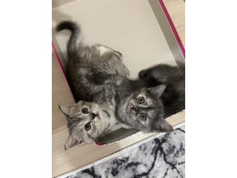 5 haftalık british shorthair yavrularıma yuva arıyorum