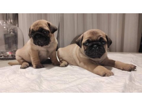 Muhteşem pug mops bebekler a kalite