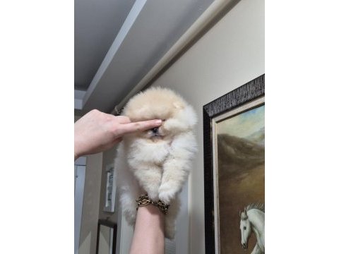 Üst kalite sıfır burun orijinal ırk pomeranian boo