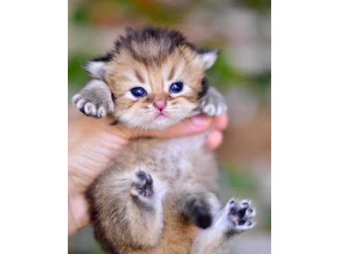 British longhair erkek