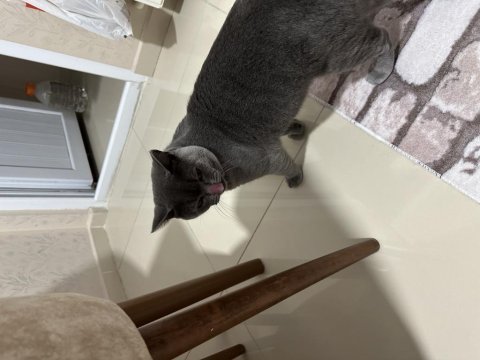 11 aylık british shorthair kedimize yuva aranıyor