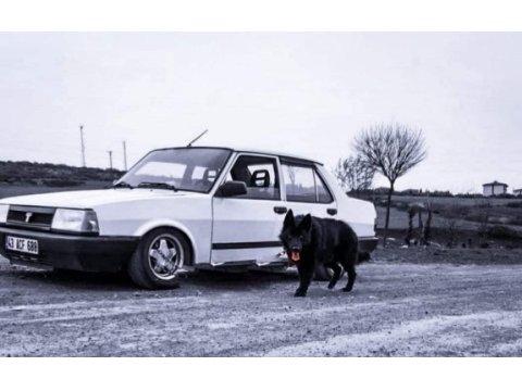 Solid black siyah alman çoban köpeği