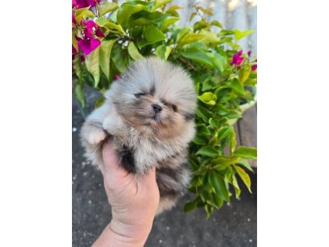 Pomeranian boo micro erkek full şecereli