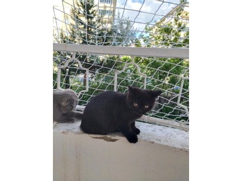 Scottish fold ve ragdoll kırması yavru