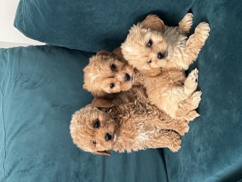 A kalite maltipoo lar