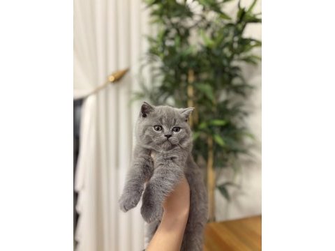 Bebek yüz brıtısh shorthair yavrularım 