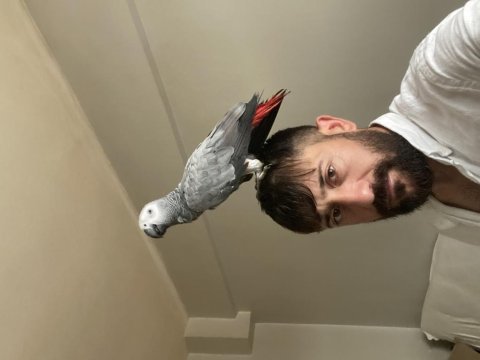 Yavru jako papağanı