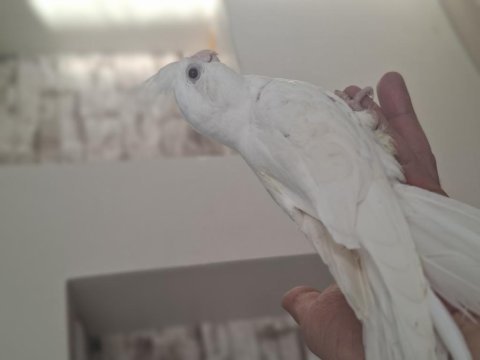 Bebek albino sultan papağanı