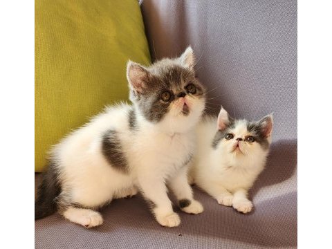 Kusursuz exotic shorthair bebekler