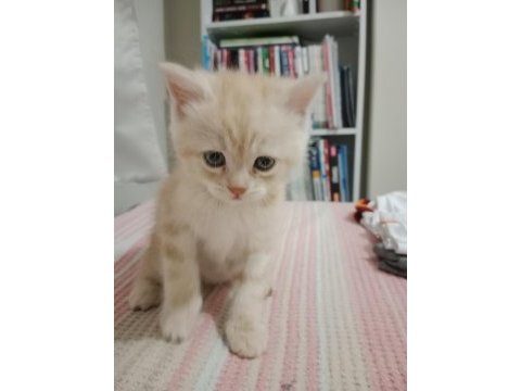 Chinchilla 2 aylık sahiplendirme