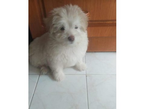 Eekek köpeğimize oğlumuza iyi bakacak birini arıyoruz