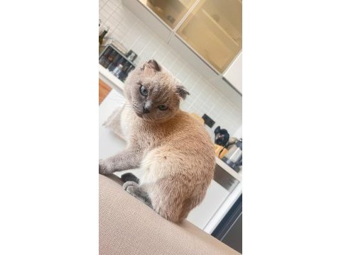 Erkek 1 yaşında scottish fold