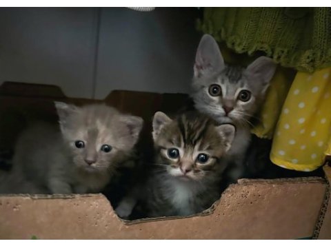 British shorthair yavruları ücretsiz sahiplendirilecektir