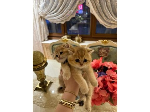 Ny 12 golden cinsi scottish fold yavrularımız
