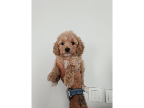 Toy poodle yavruları
