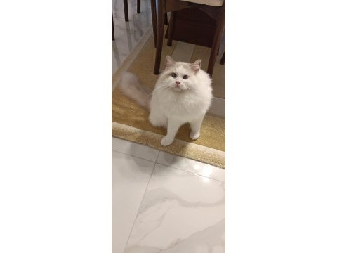 Şecereli erkek ragdoll kedisi