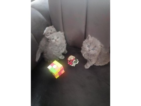 Scottish fold yavru antalya